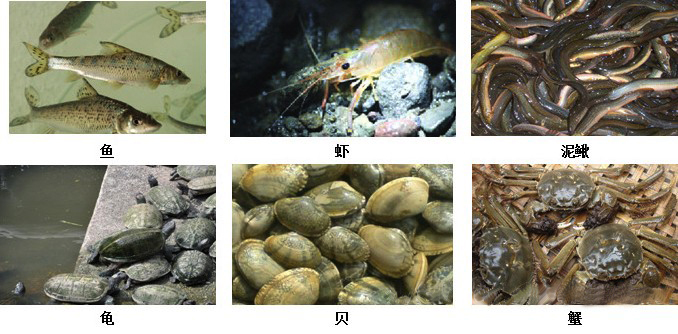水產養殖底改片處理圖